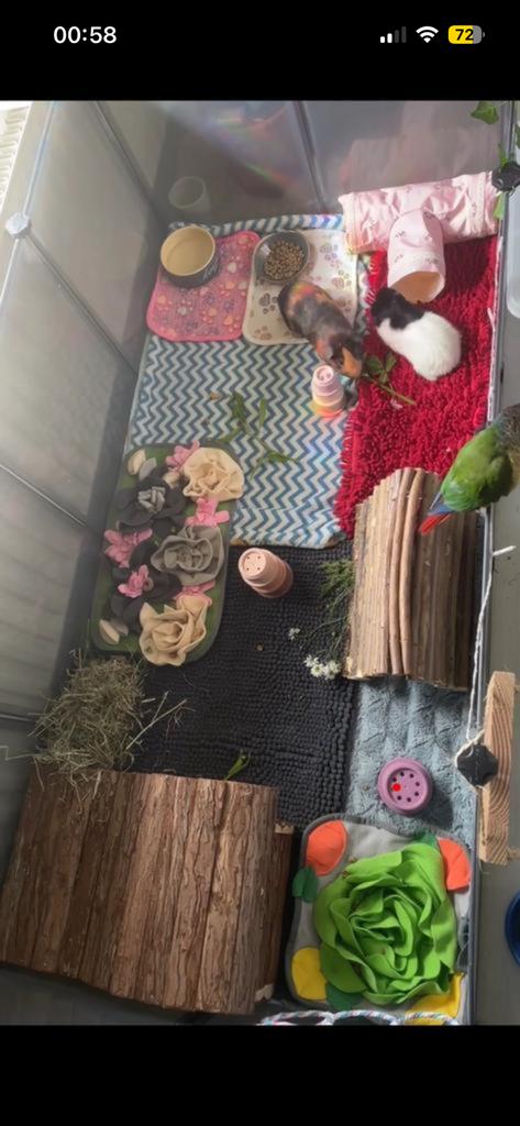 oppas & opvang voor verschillende huisdieren, Dieren en Toebehoren, Overige Dieren, Meerdere dieren, Oktober