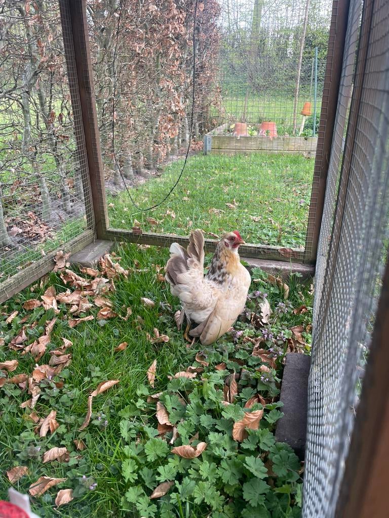 Serama krielkip kippenhok, Dieren en Toebehoren, Vrouwelijk, Kip