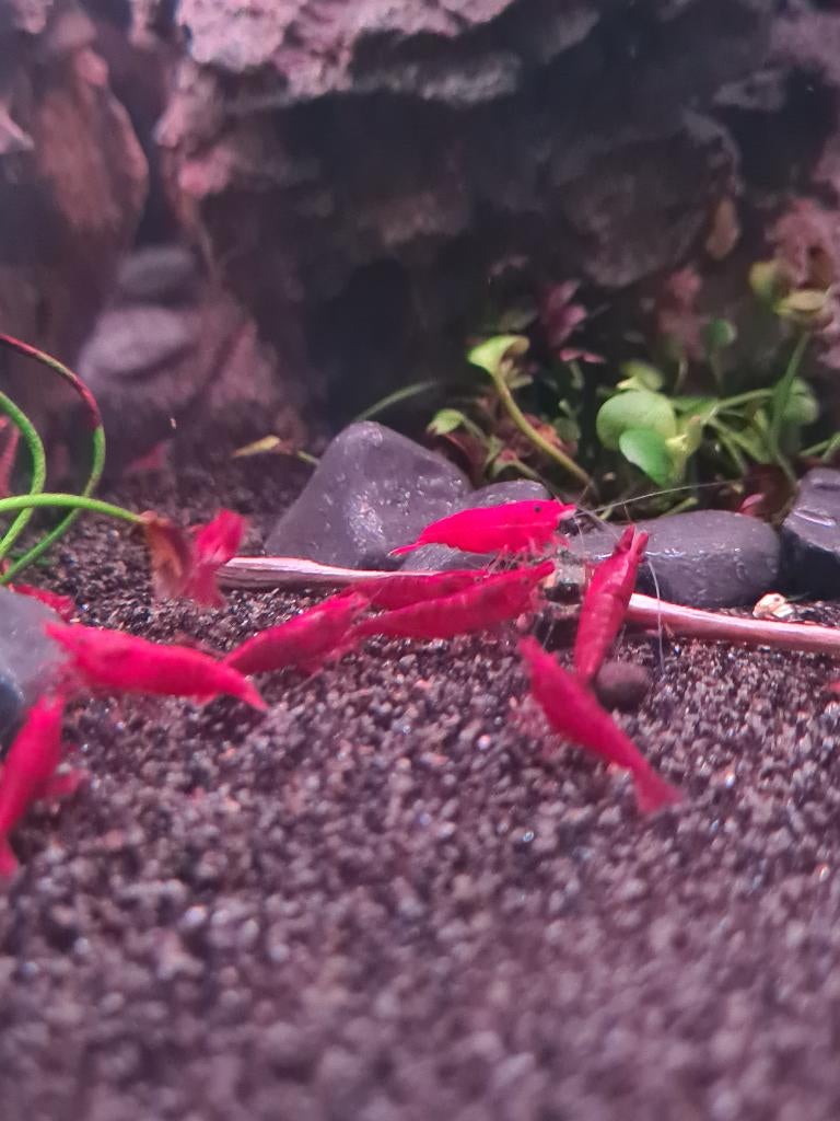 Te koop! Nakweek Bloody Mary High Grade Garnalen️❤️🦐, Kreeft, Krab of Garnaal, Zoetwatervis, Schoolvis