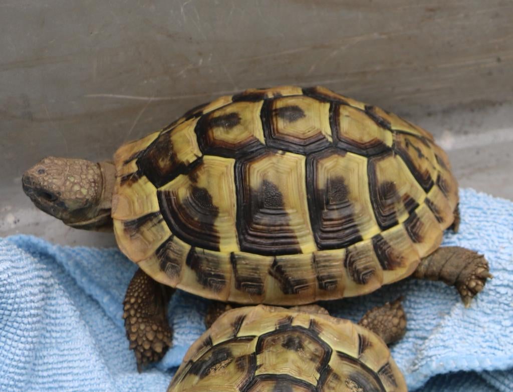 griekse landschildpad Tortoise - female for sale from Wil