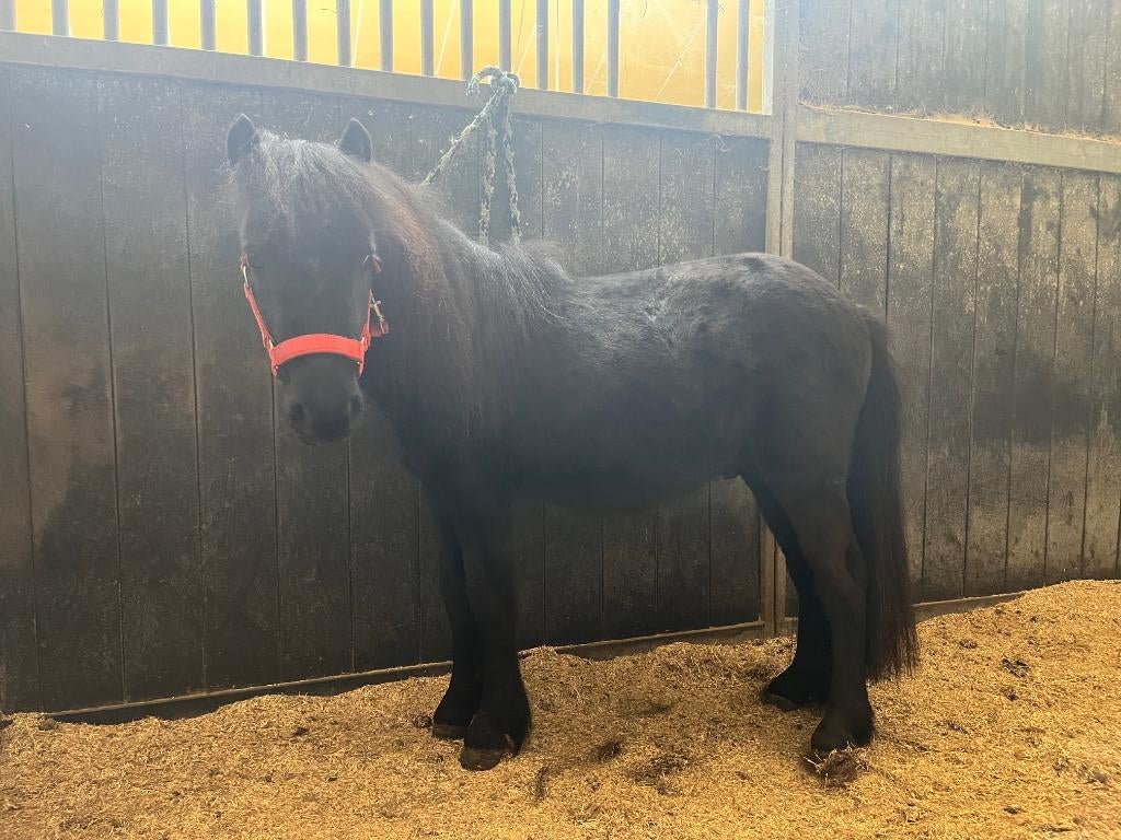 Lief hengstje kruising Shetland / Appaloosa, Dieren en Toebehoren, Pony's, Met stamboom, Niet van toepassing, 0 tot 2 jaar, Hengst