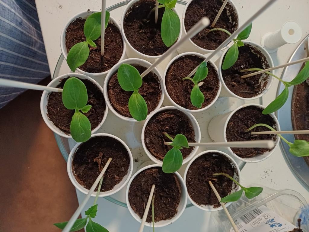 Komkommer  plantjes ., Tuin en Terras, Ophalen of Verzenden, Volle zon