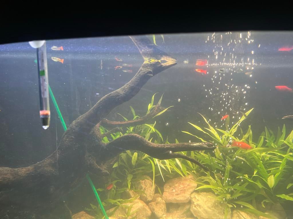 Aquarium met vissen en kast, Dieren en Toebehoren, Vissen | Aquaria en Toebehoren, Ophalen of Verzenden, Zo goed als nieuw, Gevuld zoetwateraquarium