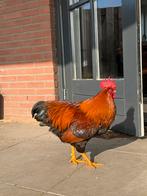Gratis haan, Dieren en Toebehoren, Pluimvee, Mannelijk, Kip