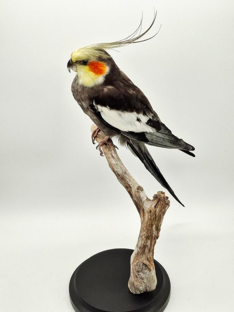 Valkparkiet taxidermie, Verzamelen, Dierenverzamelingen, Ophalen of Verzenden, Nieuw, Vogel, Opgezet dier
