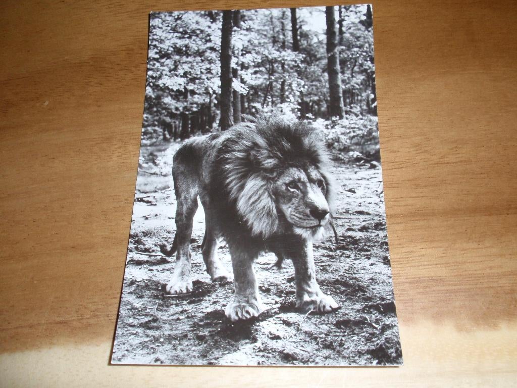 Arnhem Leeuw Burgers Safari Zoo Dierentuin, Verzenden, 1960 tot 1980, Ongelopen, Gelderland
