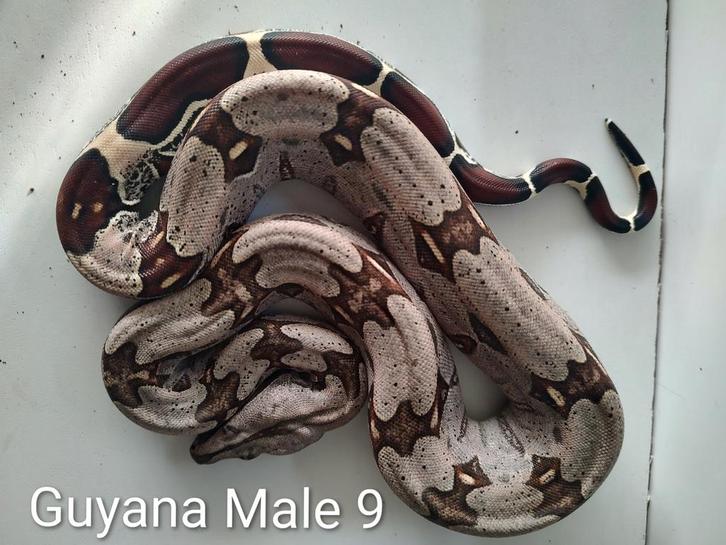 Guyana Roodstaarboa's, 1:1 n.k.:09-2025 Boa Constrictor - unknown for sale from tonnie