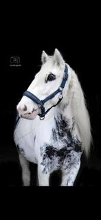 Knappe Allrounder tinker ruin, Ophalen, Zo goed als nieuw, Dressuur