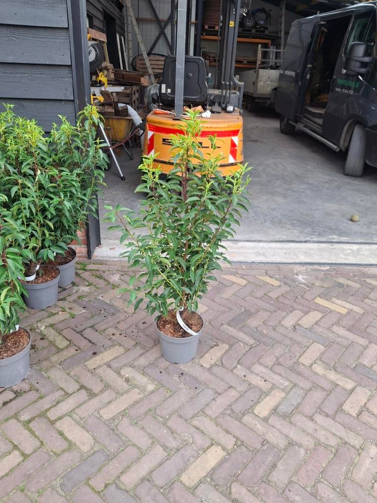 Prunus lustanica 80-100, Tuin en Terras, Planten | Bomen, Ophalen, Bloeit niet, Halfschaduw, Overige soorten