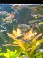 Endler guppen te koop, Vis, Zoetwatervis