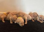 Labradoodle pups medium, Dieren en Toebehoren, Meerdere, Meerdere dieren, Middel, Nederland