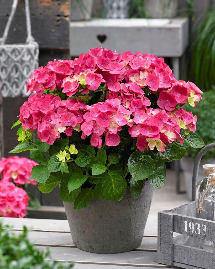 Hortensia macrophylla Forerver en ever Diverse kleuren, Tuin en Terras, Planten | Tuinplanten, Ophalen, Overige soorten, Halfschaduw