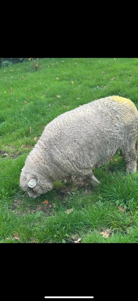 Te koop drachtige reyland ooi, Dieren en Toebehoren, Vrouwelijk, Schaap, 3 tot 5 jaar