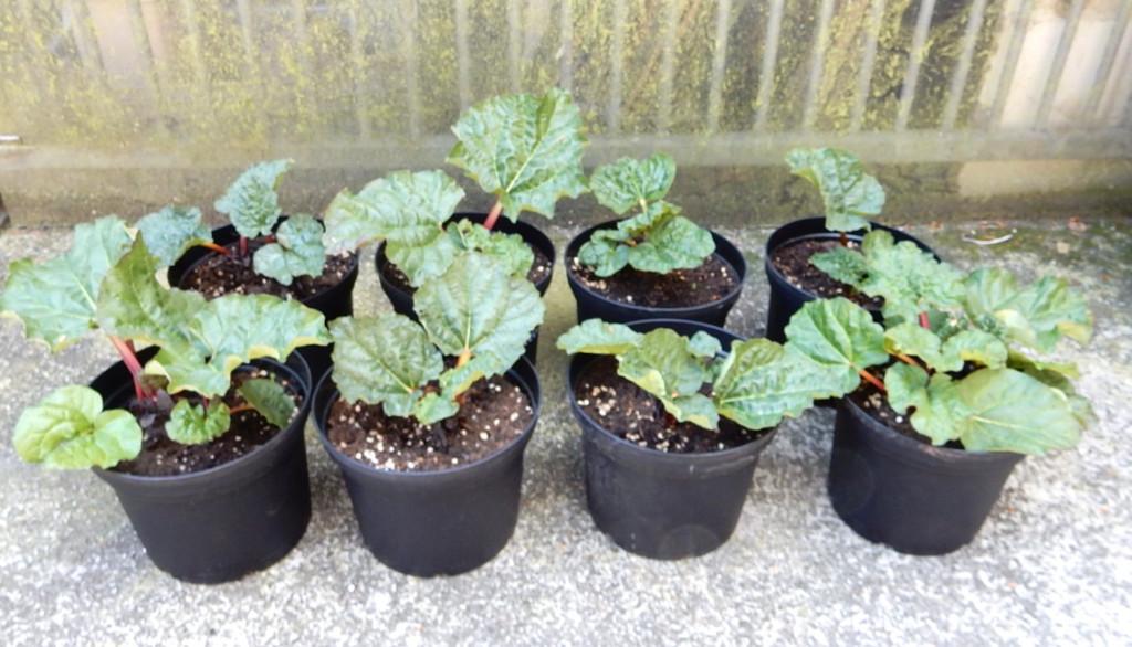 Rababer planten (frambozenrood), Tuin en Terras, Planten | Tuinplanten, Ophalen, Vaste plant, Groenteplanten, Volle zon