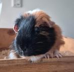 Cavia ter adoptie, Dieren en Toebehoren, Knaagdieren, Cavia, Vrouwelijk, Mei, Tam