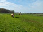Pensioen stalling aangeboden in Wesepe, Dieren en Toebehoren, Stalling, 1 paard of pony