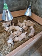 prachtige mooie golden retriever pups, Dieren en Toebehoren, Honden | Retrievers, Spaniëls en Waterhonden, Golden retriever, 8 tot 15 weken