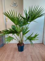 XL Livistona Rotundifolia - Waaierpalm H: 130 cm., Ophalen, 100 tot 150 cm, Palm, Halfschaduw