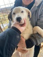 Bejka zoekt een baasje met hond, Dieren en Toebehoren, Honden | Niet-rashonden, Particulier, 15 weken tot 1 jaar, Buitenland, Teef