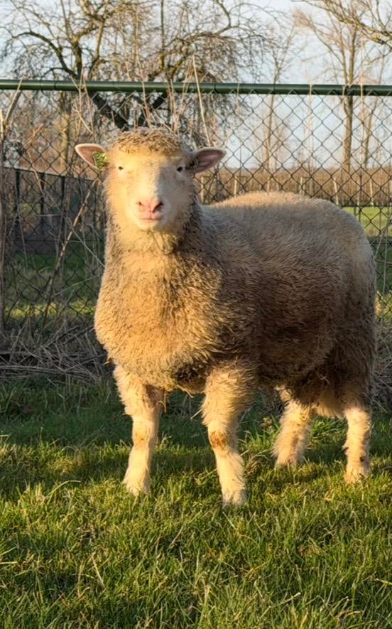 Mooie poll dorset dekram, Mannelijk, Schaap