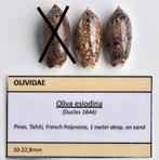 Schelpen: Oliva jaspidea (esiodina). 20-21mm (Gem), Ophalen of Verzenden, Schelp(en)