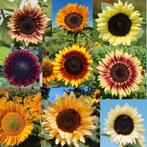 ProCut Zonnebloemzaden 15 verschillende kleuren zonnebloemen, Verzenden, Voorjaar, Volle zon, Zaad