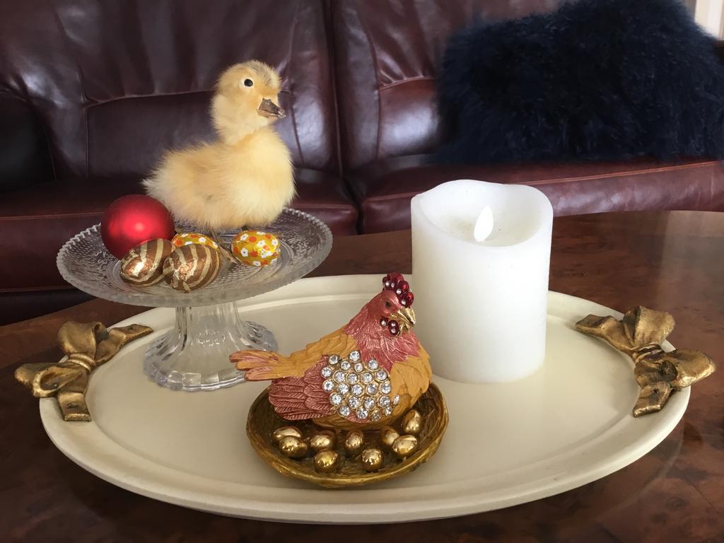 Lief opgezet mooi jong geel eendje, Ophalen of Verzenden