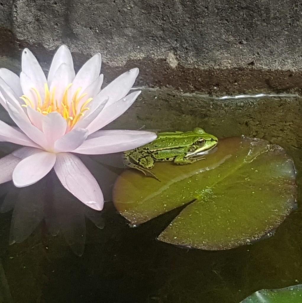 waterlelie 5 x, Ophalen, Zo goed als nieuw