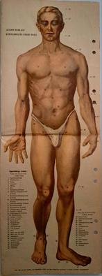 Oude anatomie poster met pop-up., Ophalen of Verzenden