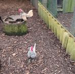 Sebright, Mannelijk, Kip