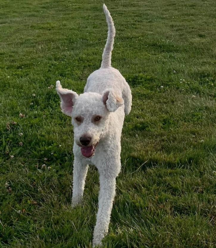 STAMBOOM LAGOTTO ROMAGNOLO REU MAURO, Dieren en Toebehoren, Honden | Retrievers, Spaniëls en Waterhonden, Reu, Overige rassen