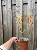 Acer palmatum bonsai starter, Bloeit niet, Halfschaduw, Overige soorten, Minder dan 100 cm