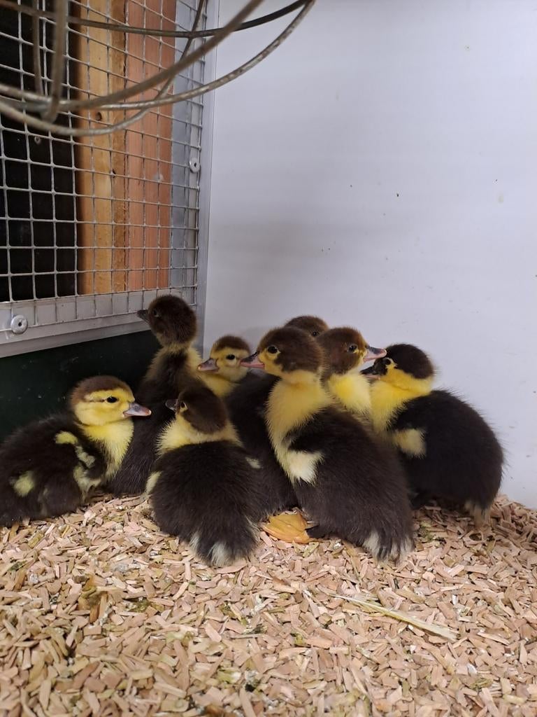 Jonge muskuseenden, Dieren en Toebehoren, Vogels | Overige Vogels, Geslacht onbekend