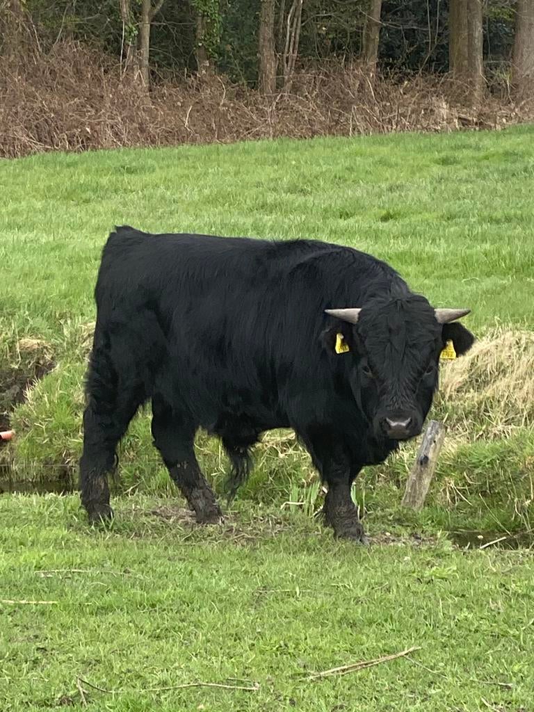 Prachtige stamboek Dexter stier, Dieren en Toebehoren, Mannelijk