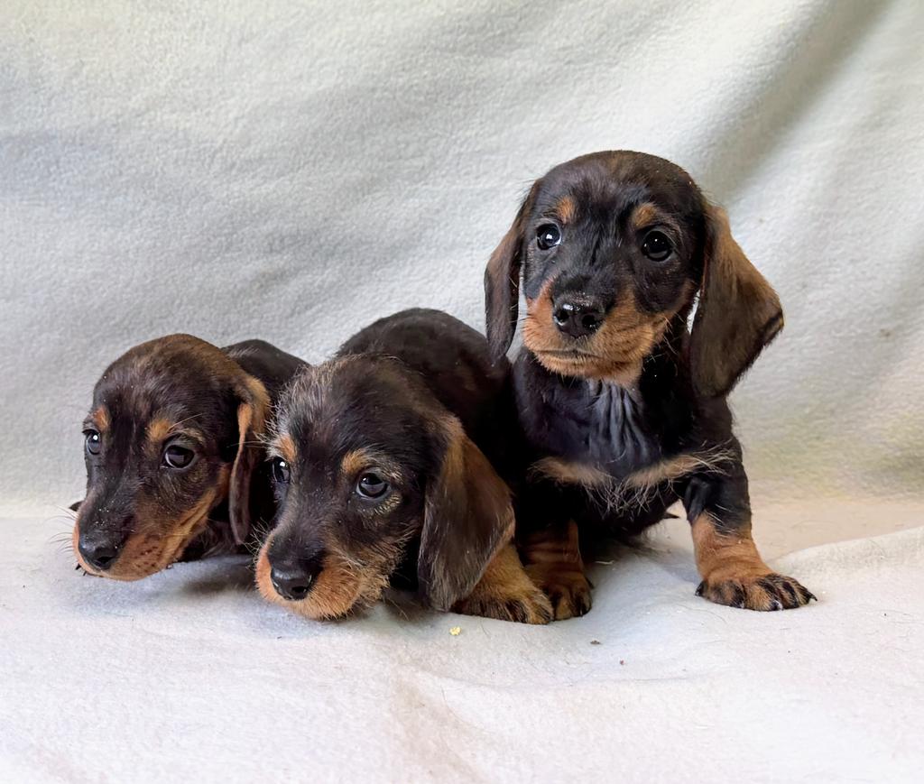 Teckels pups ruwhaar, Parvo, Nederland, 8 tot 15 weken, Dwerg