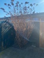 Grote hortensia, Tuin en Terras, Ophalen, 1 tot 2 meter, Minder dan 3 meter, Zo goed als nieuw