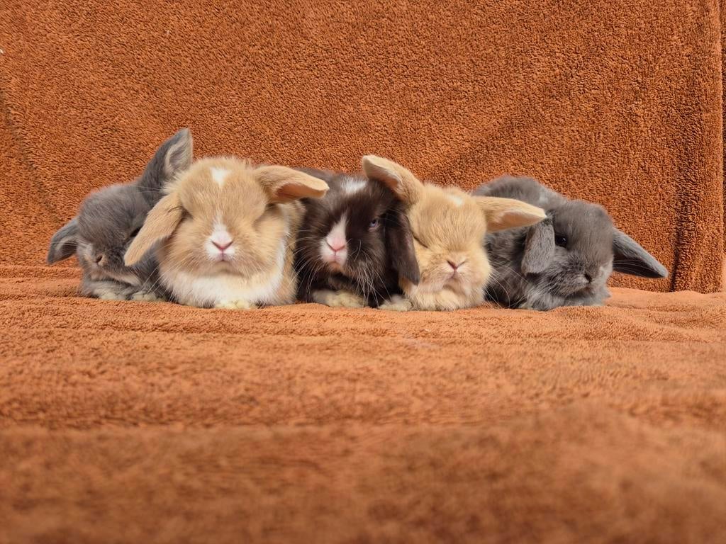 Lieve dwerg hangoor NHD rammetjes bruin grijs bont lief tam, Dieren en Toebehoren, Mannelijk, Dwerg, Hangoor, 0 tot 2 jaar