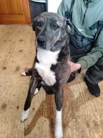 Liefe teef Stafford zoekt een thuis adoptie, Particulier, Overige rassen, 1 tot 2 jaar, Buitenland