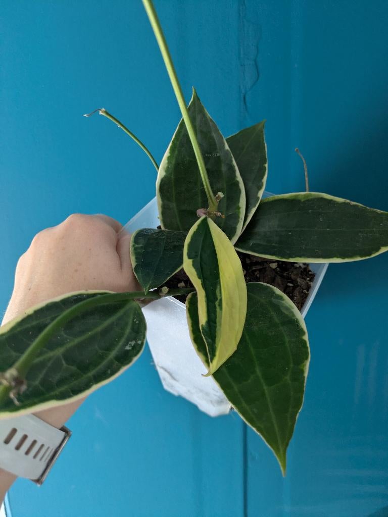 Voordeelpakket geurige Hoya's - stekken, Huis en Inrichting, Kamerplanten, Ophalen of Verzenden, Halfschaduw, Minder dan 100 cm