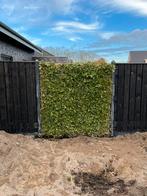 Klimop Hedera kant en klaar 180x180, Ophalen, Overige soorten, Haag, 100 tot 250 cm