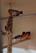 Kapoetsen sijs poppen en mannen koppels natuurbroed, Dieren en Toebehoren, Meerdere dieren, Geringd