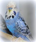 Gezocht Engelse grasparkiet, Mannelijk, Parkiet, Geringd