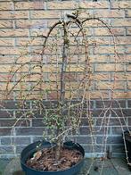 Larix Stiff Weeper - Treur Larix op stam (60 cm) bonsai, Volle zon, Vaste plant, Bloeit niet, Ophalen