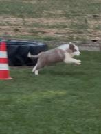 Leuke speelse pups, Parvo, België, Fokker | Hobbymatig, 8 tot 15 weken