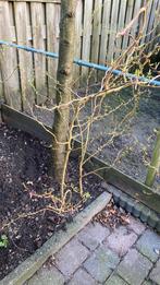 Kronkel wilgen., Ophalen, Volle zon, Overige soorten