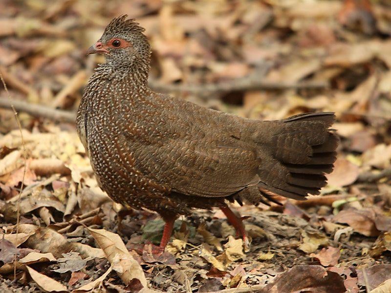 Rotspatrijzen, Dieren en Toebehoren, Vogels | Overige Vogels, Meerdere dieren