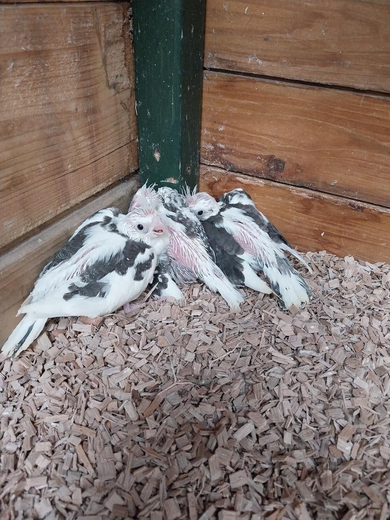 Te koop jonge valkparkieten, Dieren en Toebehoren, Geslacht onbekend, Parkiet, Tam