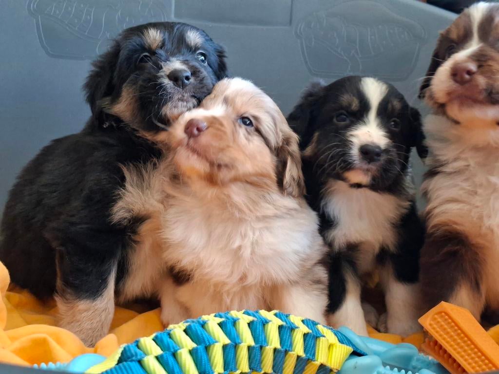 Lieve australian Shepherd pups, Parvo, Overige rassen, 8 tot 15 weken, Meerdere