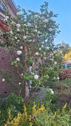 2 boompjes, Volle zon, Minder dan 100 cm, Zomer, Overige soorten