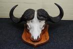 schedel kaffer buffel skull buffel buffalo, Ophalen, Zo goed als nieuw, Hert, Gewei of Kop